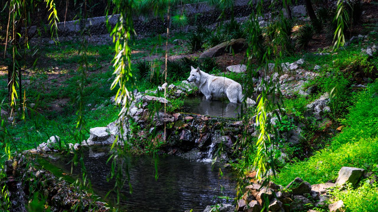 Обои белый волк, волк, хищник, дикий, пруд