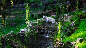 Превью обои белый волк, волк, хищник, дикий, пруд