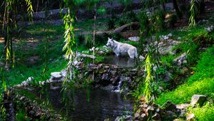 Превью обои белый волк, волк, хищник, дикий, пруд