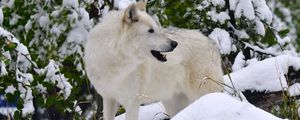 Превью обои белый волк, волк, хищник, снег
