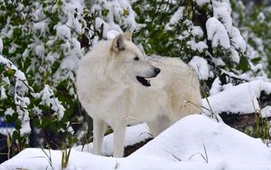 Превью обои белый волк, волк, хищник, снег