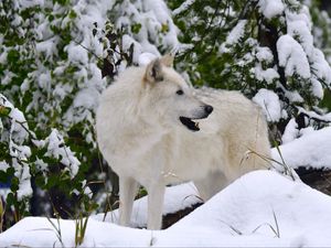 Превью обои белый волк, волк, хищник, снег