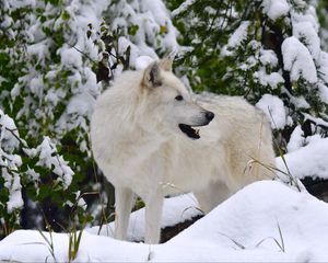 Превью обои белый волк, волк, хищник, снег