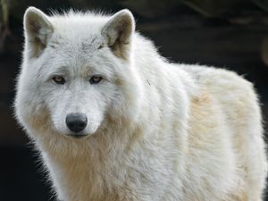 Превью обои белый волк, волк, хищник, дикий