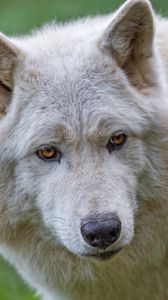 Превью обои белый волк, волк, животное, дикий, хищник