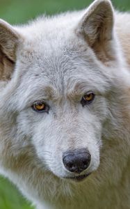 Превью обои белый волк, волк, животное, дикий, хищник