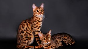 Превью обои бенгальская кошка, кот, пара, леопардовый окрас