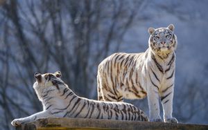 Превью обои бенгальские тигры, тигры, животные, хищники, белый