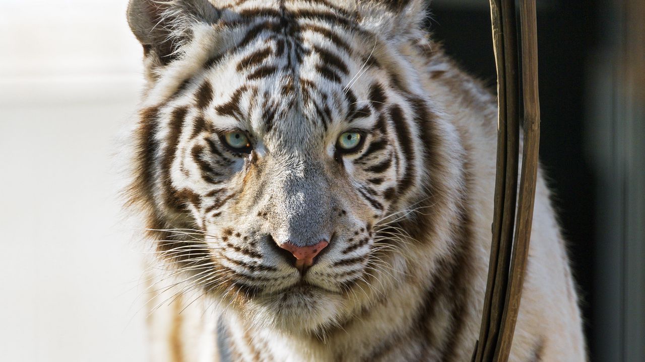 Обои бенгальский тигр, хищник, белый