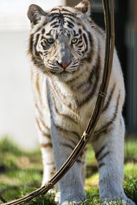 Превью обои бенгальский тигр, хищник, белый