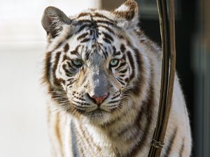 Превью обои бенгальский тигр, хищник, белый