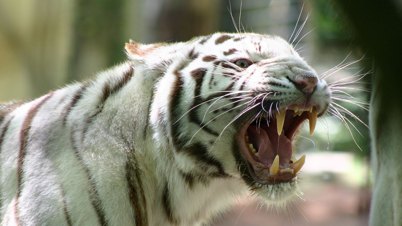 Обои бенгальский тигр, полосатый, ярость, злость, оскал