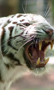 Превью обои бенгальский тигр, полосатый, ярость, злость, оскал