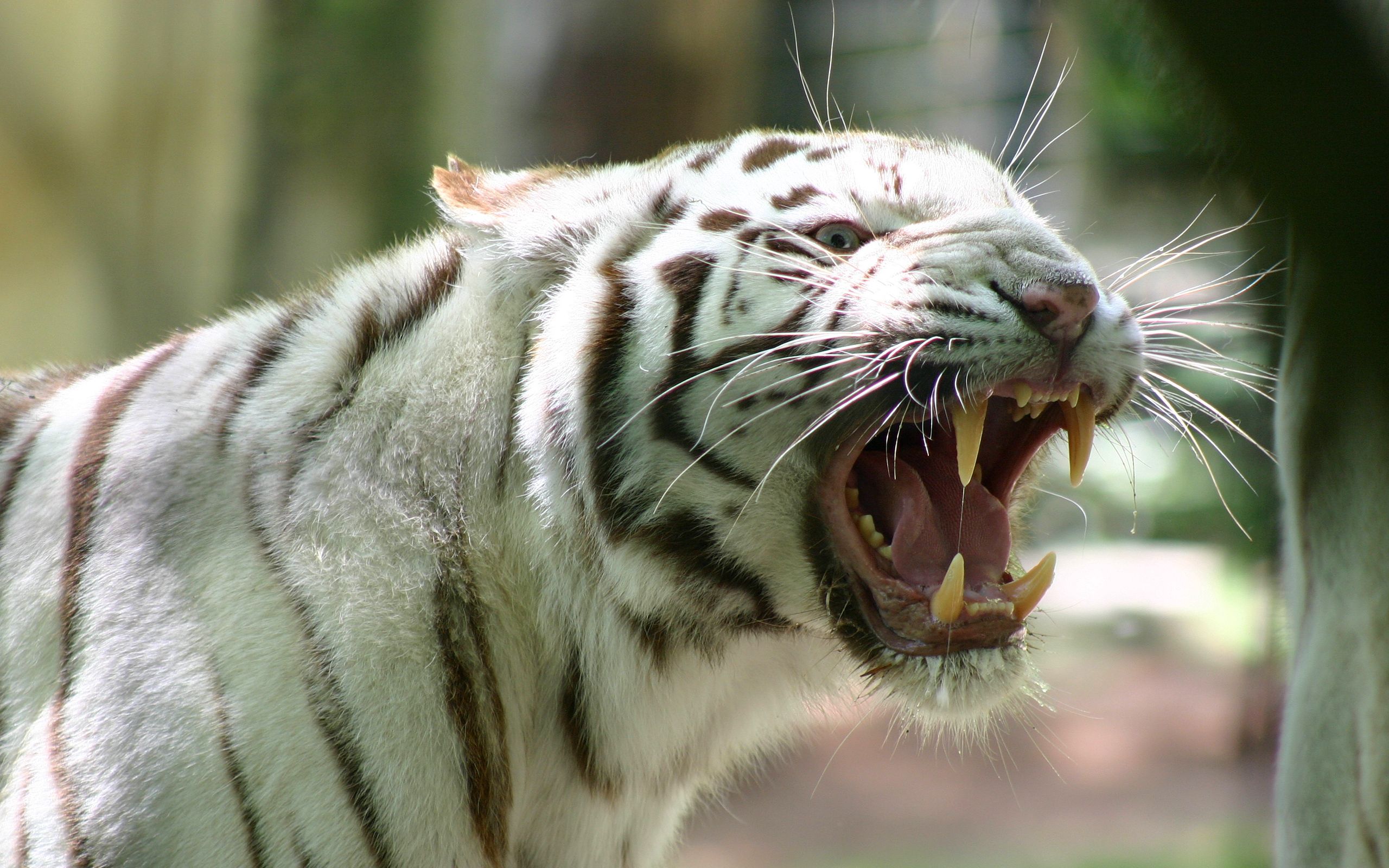 Скачать 2560x1600 бенгальский тигр, полосатый, ярость, злость, оскал обои,  картинки