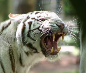 Превью обои бенгальский тигр, полосатый, ярость, злость, оскал