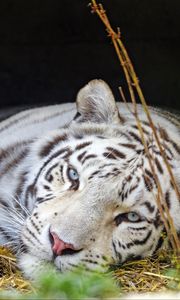 Превью обои бенгальский тигр, тигр, белый, хищник, животное, большая кошка