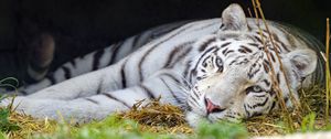 Превью обои бенгальский тигр, тигр, белый, хищник, животное, большая кошка
