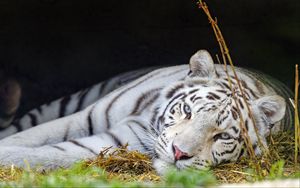 Превью обои бенгальский тигр, тигр, белый, хищник, животное, большая кошка