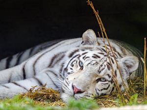 Превью обои бенгальский тигр, тигр, белый, хищник, животное, большая кошка
