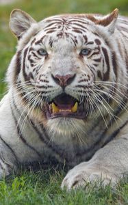 Превью обои бенгальский тигр, тигр, белый, клыки, хищник, животное