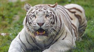 Превью обои бенгальский тигр, тигр, белый, клыки, хищник, животное
