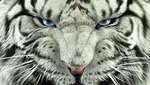Превью обои бенгальский тигр, тигр, большая кошка, хищник