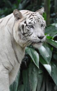 Превью обои бенгальский тигр, тигр, большая кошка, хищник, взгляд