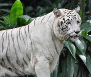 Превью обои бенгальский тигр, тигр, большая кошка, хищник, взгляд