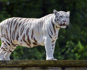 Превью обои бенгальский тигр, тигр, большая кошка, хищник, пасть, клыки