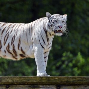 Превью обои бенгальский тигр, тигр, большая кошка, хищник, пасть, клыки