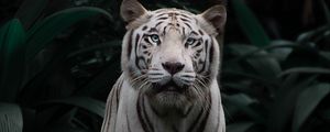 Превью обои бенгальский тигр, тигр, большая кошка, хищник, взгляд, кусты