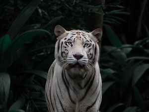 Превью обои бенгальский тигр, тигр, большая кошка, хищник, взгляд, кусты