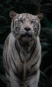 Превью обои бенгальский тигр, тигр, большая кошка, хищник, полосы