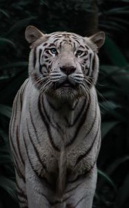 Превью обои бенгальский тигр, тигр, большая кошка, хищник, полосы