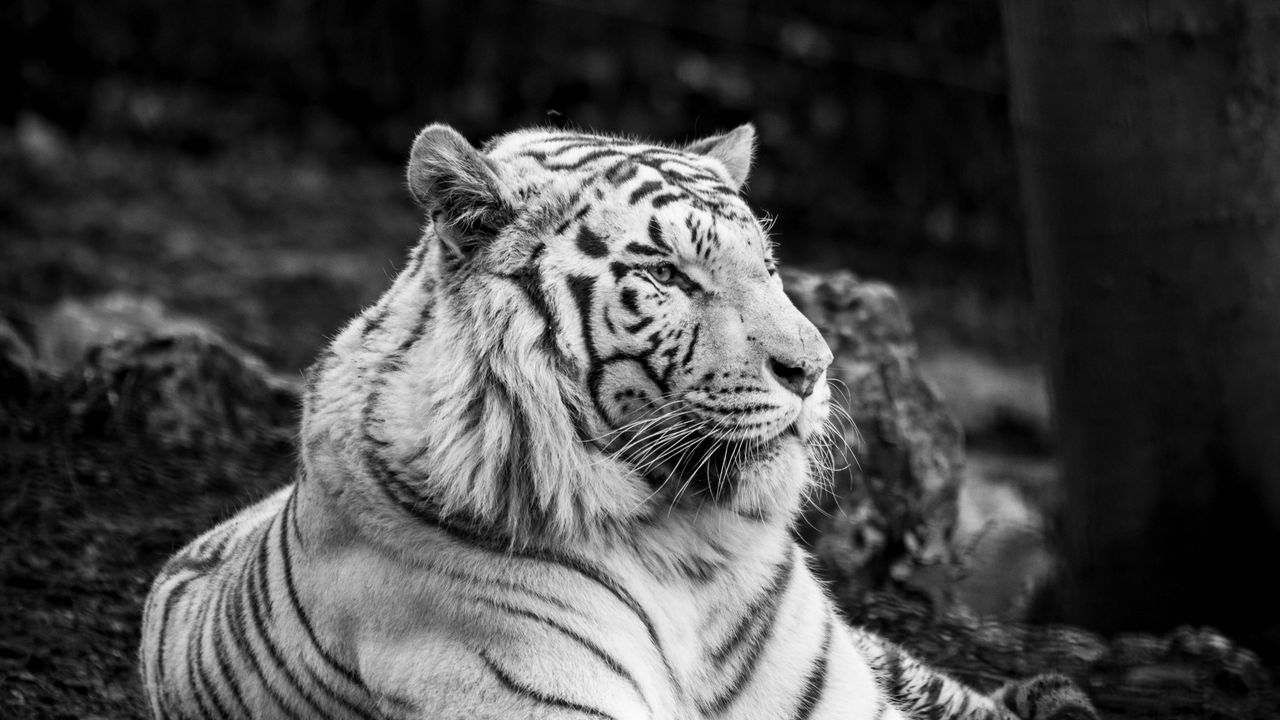 Обои бенгальский тигр, тигр, чб, хищник