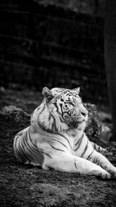Превью обои бенгальский тигр, тигр, чб, хищник