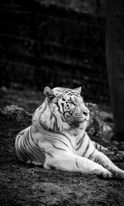 Превью обои бенгальский тигр, тигр, чб, хищник
