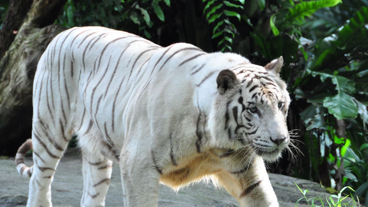 Обои бенгальский тигр, тигр, хищник, большая кошка