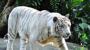 Превью обои бенгальский тигр, тигр, хищник, большая кошка