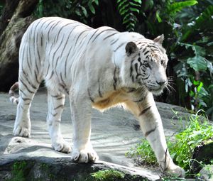 Превью обои бенгальский тигр, тигр, хищник, большая кошка