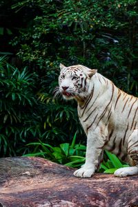 Превью обои бенгальский тигр, тигр, хищник, большая кошка, животное