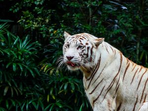 Превью обои бенгальский тигр, тигр, хищник, большая кошка, животное