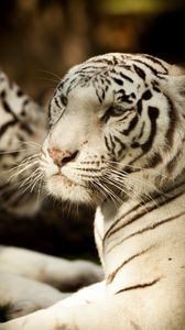Превью обои бенгальский тигр, тигр, хищник, взгляд, животное