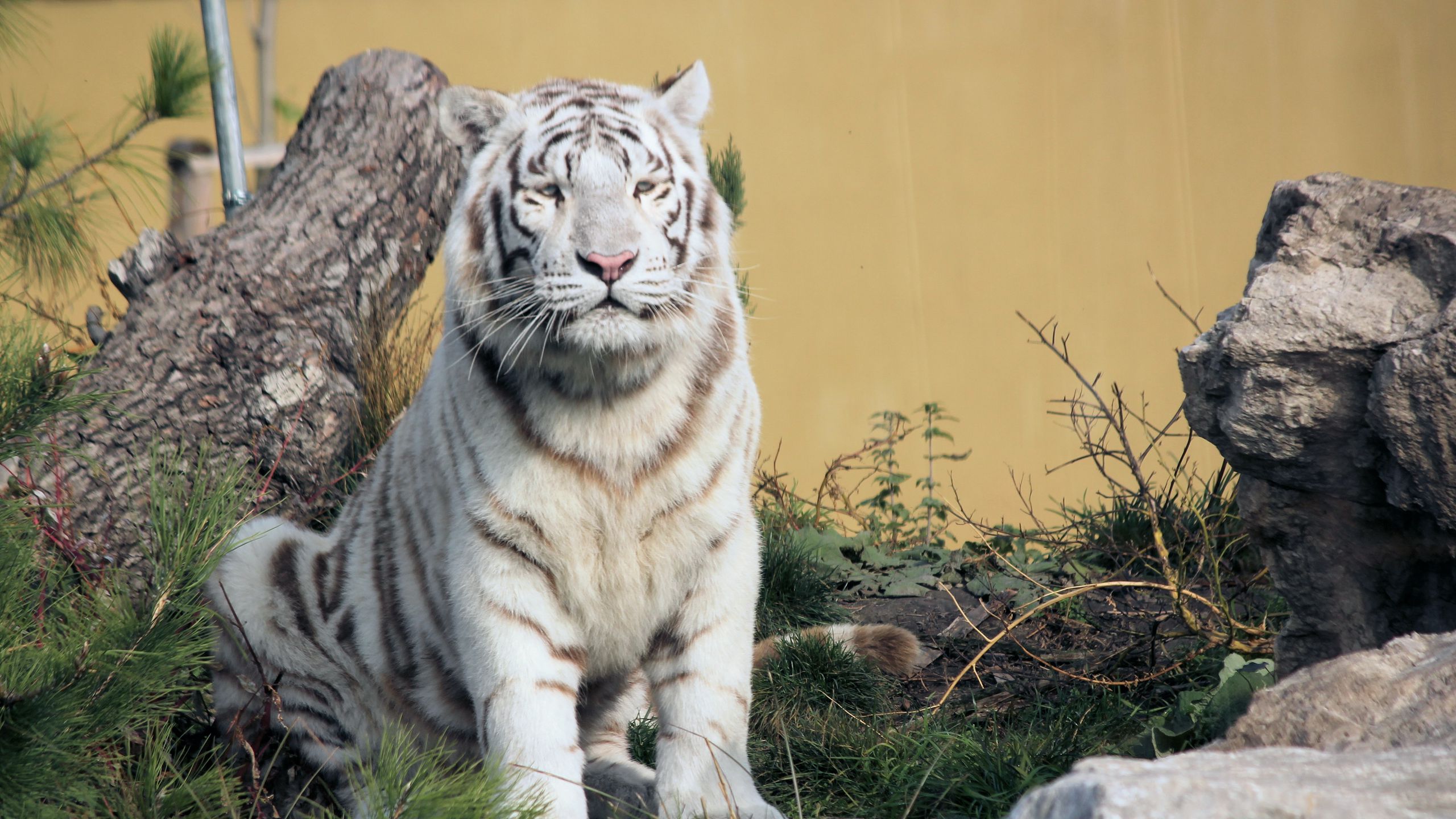 бенгальский тигр кошка