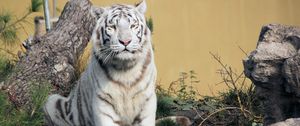 Превью обои бенгальский тигр, тигр, хищник, животное, белый, большая кошка