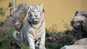 Превью обои бенгальский тигр, тигр, хищник, животное, белый, большая кошка