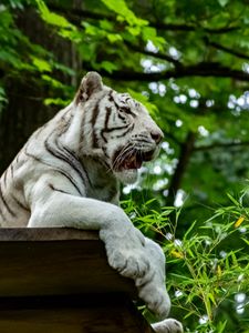 Превью обои бенгальский тигр, тигр, хищник, животное, большая кошка, листья