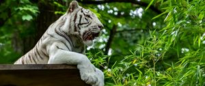 Превью обои бенгальский тигр, тигр, хищник, животное, большая кошка, листья