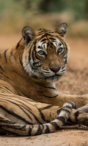 Превью обои бенгальский тигр, тигр, хищник, животное, блюр
