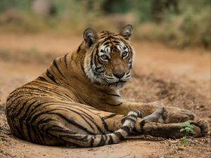 Превью обои бенгальский тигр, тигр, хищник, животное, блюр